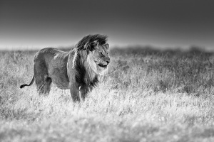 African Lion Black White | Wildlife & Nature Photographer